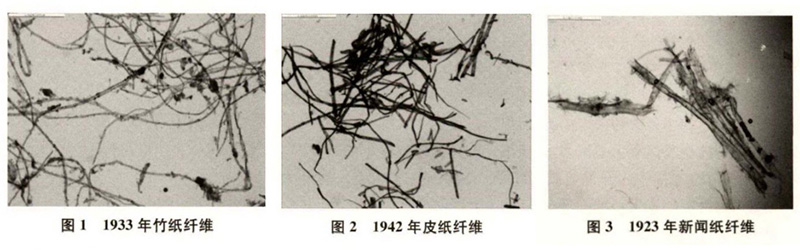 竹紙、皮紙、新聞紙纖維圖譜